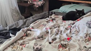 TEST: Ai o vedere perfectă dacă găsești cele 3 pisici în mai puțin de 10 secunde