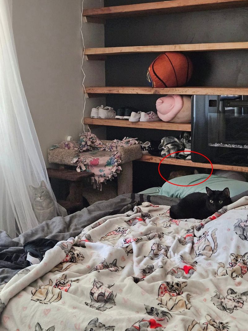 test vedere, test atentie, pisici 