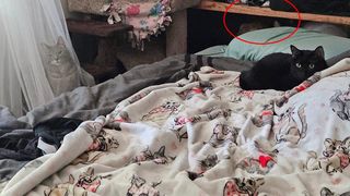 test vedere, test atentie, pisici 