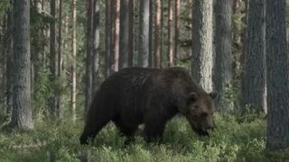 Doi soți, răniți de urs la Slănic Moldova! Animalul a fost gonit de strigătele altor turiști