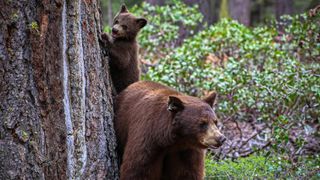 atac urs, ursi romania, slanic moldova 