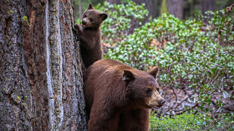 atac urs, ursi romania, slanic moldova 