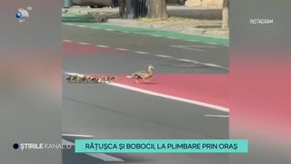 VIDEO Rățușca și bobocii, la plimbare prin oraș! Șoferii chiar au dirijat și traficul pentru a proteja necuv&acirc;ntătoarele de pericol