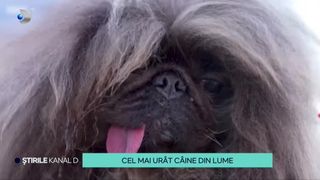 VIDEO Cel mai ur&acirc;t c&acirc;ine din lume! Cum a ajuns să c&acirc;știge un cec de cinci mii de euro