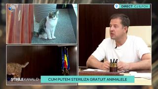 VIDEO Biroul președintelui CJ Ilfov, plin de pisici! Campanie, în premieră, derulată la noi în țară