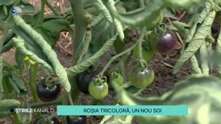 VIDEO Roșia tricoloră, un nou soi! Această specie de tomate a apărut la Buzău
