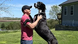 Cel mai &icirc;nalt c&acirc;ine mascul din lume, Kevin