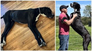 Kevin, cel mai &icirc;nalt c&acirc;ine din lume, a murit la c&acirc;teva zile după stabilirea recordului mondial