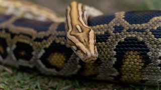 VIDEO O femeie de 45 de ani, dispărută în pădure, a fost găsită în burta unui piton lung de 6 metri