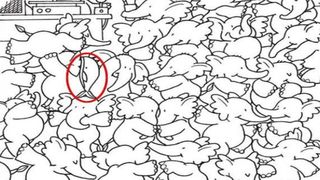 elefanti, balene, test de atentie, test vedere 