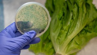 O salată folosită în sandvişuri, vinovată de o epidemie de E.coli cu victime în Marea Britanie