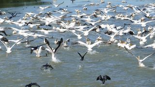 Explorează frumusețea sălbatică a Deltei, printre nuferi și lebede