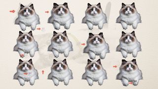 test inteligenta, test atentie, test pisici 