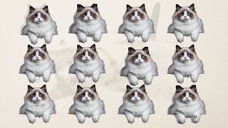 Câte pisici sunt în imagine? Puține persoane reușesc să dea răspunsul corect