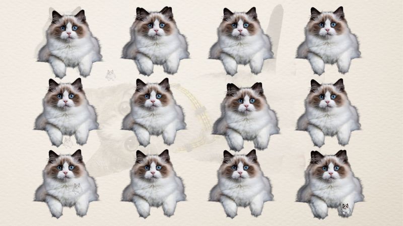 test inteligenta, test atentie, test pisici 