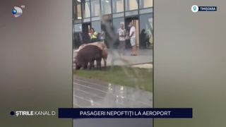 VIDEO Pasageri nepoftiți la aeroportul din Timișoara: 3 porci au ajuns &icirc;n fața terminalului Plecări