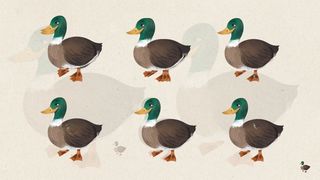 Câte rațe sunt in imagine? Puține persoane reușesc să găsească răspunsul corect