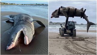 Rechin uriaș, eșuat pe o plajă din Europa. Turiștii s-a speriat când au văzut "monstrul marin"