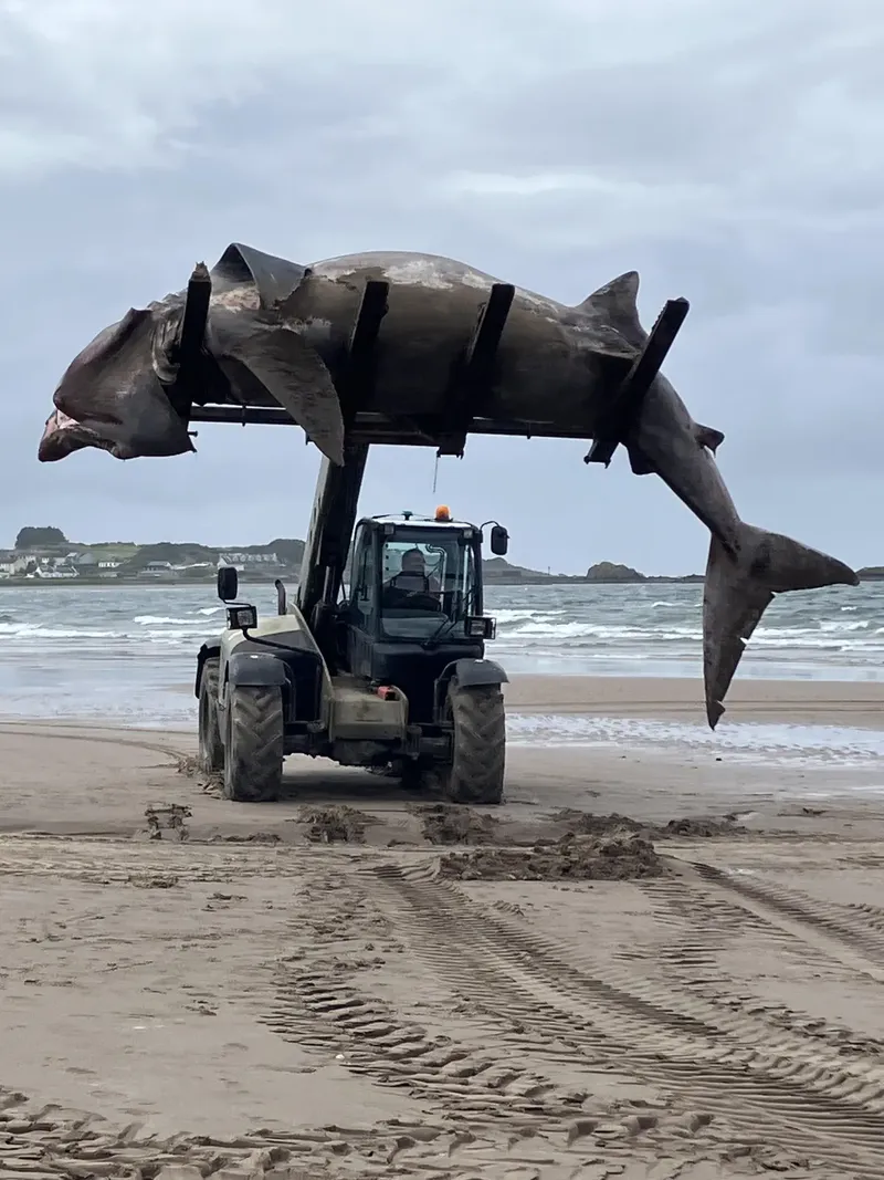 A fost nevoie de un stivuitor ca să-l începărteze de pe plajă