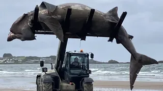 A fost nevoie de un stivuitor ca să-l începărteze de pe plajă