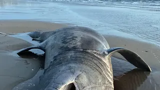 Rechin uriaș, eșuat pe plaja din Scoția