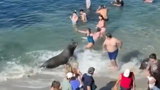 VIDEO. Un leu de mare a atacat turiștii pe o plajă din California