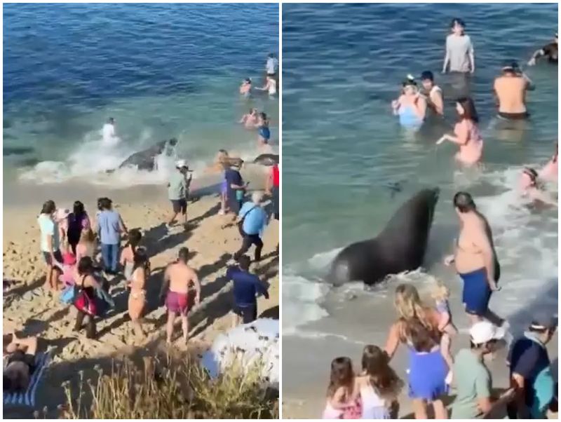 Leul de mare nu a rănit pe nimeni