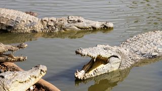crocodil, barbat atacat, fermier, australia 