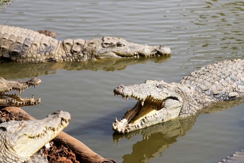 crocodil, barbat atacat, fermier, australia 