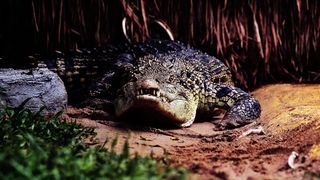 Un fermier din Australia a mușcat crocodilul care l-a atacat! A povestit cum a supraviețuit