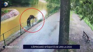 VIDEO Căprioară sfâșiată de urs la zoo! Incidentul s-a petrecut la Târgu Mureș