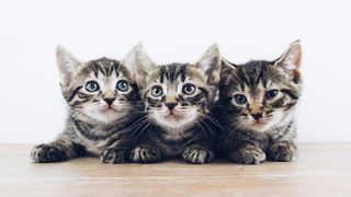 Doi copii din Suceava, eroi pentru mai mulți pui de pisică. Au salvat felinele care erau aruncate la gunoi, într-o pungă legată