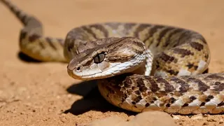 Superstiție &icirc;n India: trebuie să muști de două ori un șarpe veninos care te-a atacat