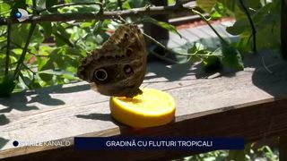 VIDEO Grădina cu fluturi tropicali! Necuv&acirc;ntătoarele sunt aduse din țări exotice