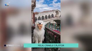 VIDEO Felix, câinele călător! Patrupedul a vizitat 36 de țări