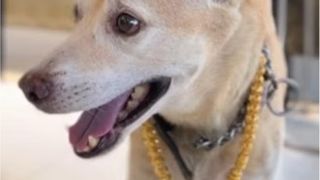 Tiger, cățelul cu lanț de aur de 4.000 de dolari