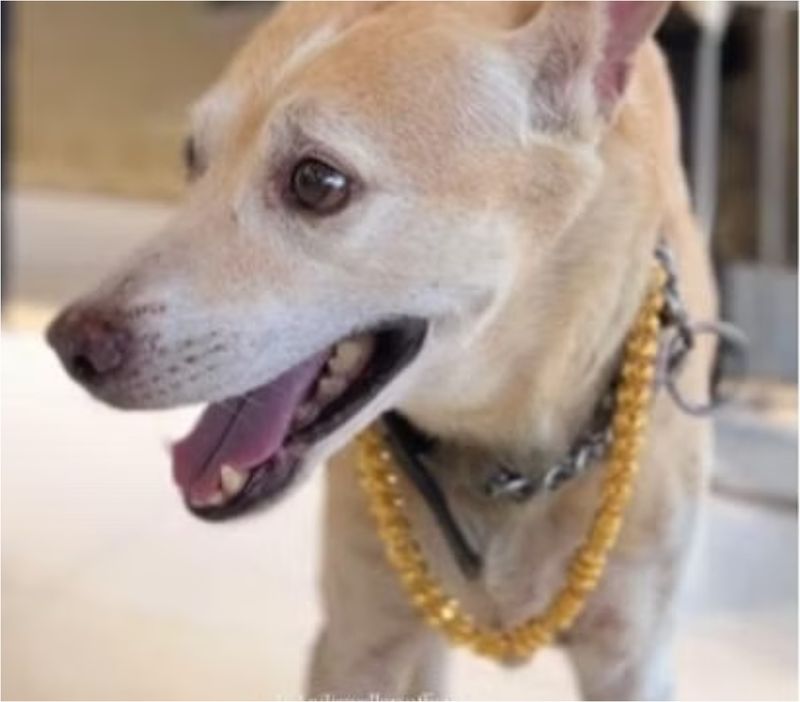 Tiger, cățelul cu lanț de aur de 4.000 de dolari