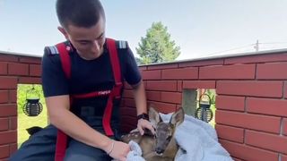 VIDEO Pui de căprioară, salvat de pompieri! Animăluțul a fost tratat și apoi eliberat