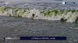 VIDEO Plajele din nordul și sudul litoralului sunt invadate de alge. Antreprenorii sunt disperați, iar turiștii revoltați