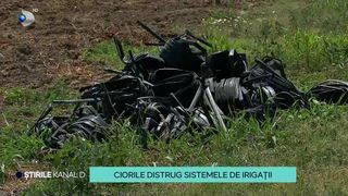 VIDEO Agricultorii din Bărăgan au inamic nou! Păsările distrug sistemele de irigații