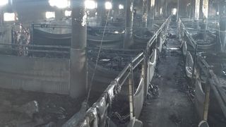 Imaginile terorii de la Cluj-Napoca, unde o fermă de porci s-a făcut scrum. Sute de animale au pierit &icirc;n chinuri