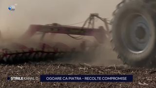 VIDEO Ogoare ca piatra, recolte compromise. Seceta îi lasă pe fermieri cu ochii în soare