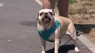 VIDEO Ce temperatură resimt animalele atunci când afară este o căldură infernală? Totul a fost măsurat cu un aparat performant