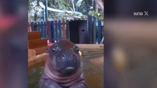 VIDEO Un pui de hipopotam, vedetă pe internet! &bdquo;Micul&rdquo; animal a fost filmat &icirc;n timp ce se răcorea