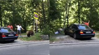 VIDEO Inconștiență dusă la extrem! Doi bărbați au făcut greșeala de a face poze cu o ursoaică cu pui pe Transfăgărășan! Animalul i-a atacat, sub privirile trecătorilor! Tragedia din Jepii Mici, la un pas să se repete