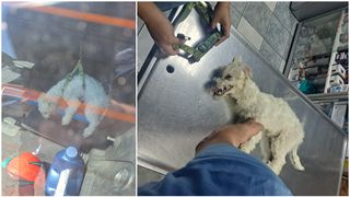 VIDEO Cățeluș uitat &icirc;n mașină, &icirc;n caniculă, salvat &icirc;n ultimul moment. Poliția animalelor trage un semnal de alarmă