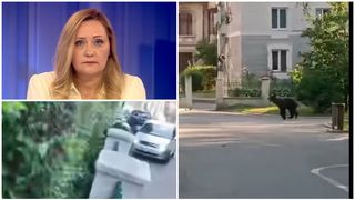 Un urs a intrat în curtea Elenei Lasconi. 