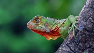 VIDEO Prima dată în lumea reptilelor! Copiii, fascinați de viețuitoare cu sânge rece