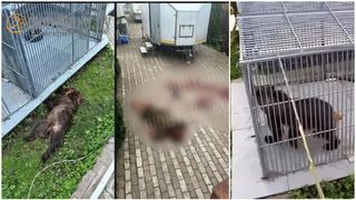 VIDEO O femeie a fost atacată și ucisă de urs l&acirc;ngă Sankt Petersburg