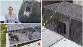 VIDEO O femeie a fost atacată și ucisă de urs l&acirc;ngă Sankt Petersburg